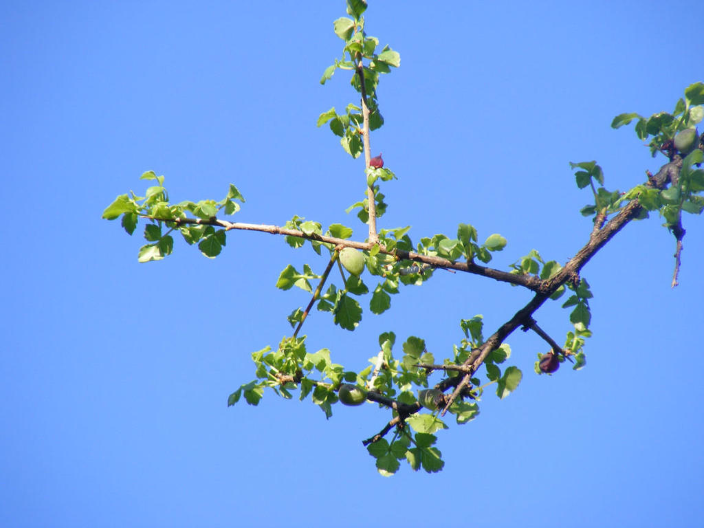 Glossy Corkwood