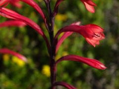 Watsonia fourcadei