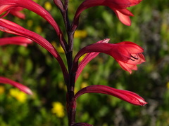Watsonia fourcadei