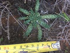 Euphorbia flanaganii