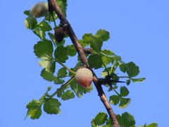 Commiphora schimperi