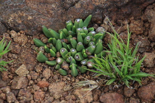 Rabiea albipuncta (Haw.) L.Bolus 2