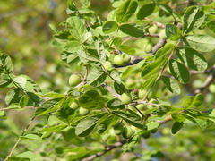 Commiphora mollis