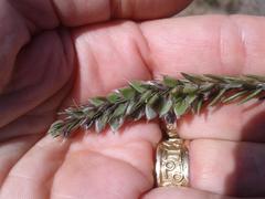 Amphithalea ericifolia ericifolia