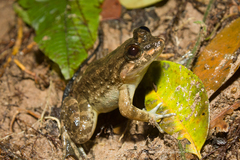 Limnonectes isanensis