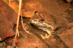 Limnonectes isanensis