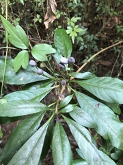 Rauvolfia verticillata