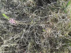 Amphithalea ericifolia ericifolia