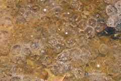 Limnonectes isanensis