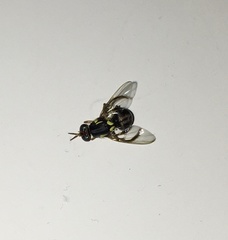 Bactrocera frauenfeldi