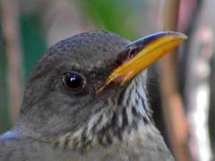 Turdus olivaceus pondoensis