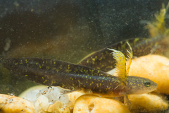 Panha's Knobby Newt photo 2