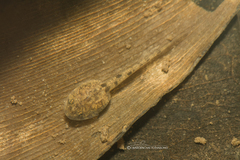 Limnonectes isanensis