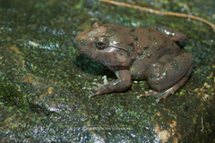 Limnonectes gyldenstolpei