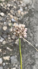 Allium cretaceum
