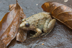 Limnonectes gyldenstolpei