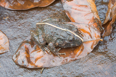 Limnonectes gyldenstolpei