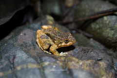 Limnonectes deinodon