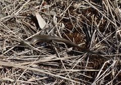 Pseudemoia pagenstecheri