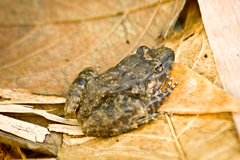Limnonectes gyldenstolpei