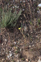 Moraea elsiae