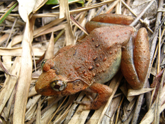 Limnonectes gyldenstolpei