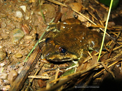 Limnonectes isanensis