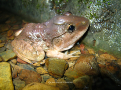 Limnonectes gyldenstolpei
