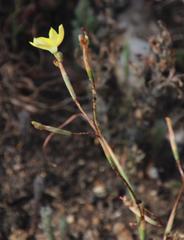 Moraea elsiae