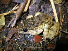 Limnonectes gyldenstolpei