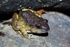 Limnonectes gyldenstolpei