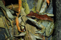 Sylvirana mortenseni