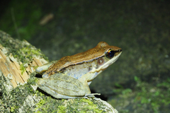 Sylvirana mortenseni