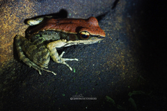 Sylvirana mortenseni