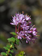 Agathosma lanceolata