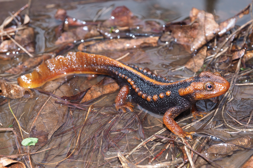 Angular-Headed Newt