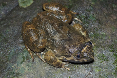 Limnonectes bannaensis