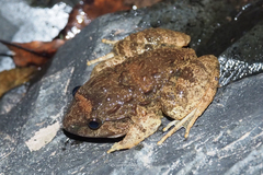 Limnonectes gyldenstolpei