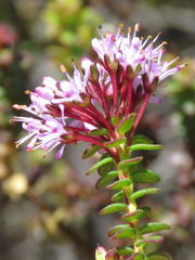 Agathosma lanceolata