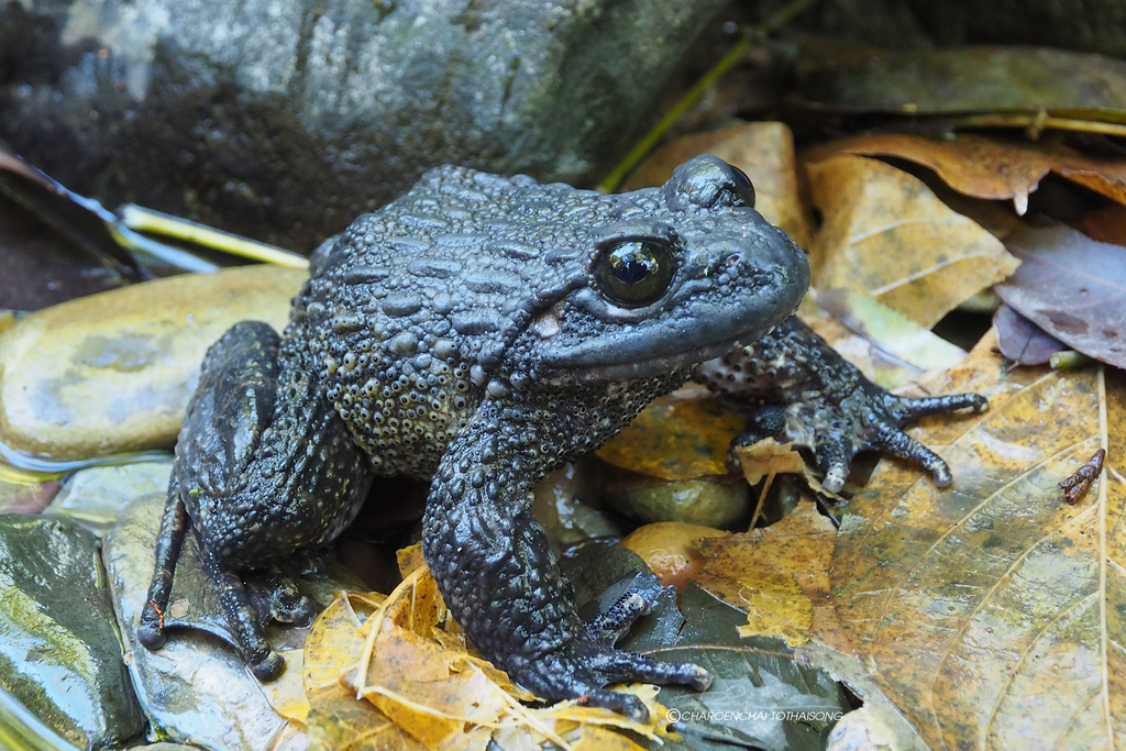 Granular Spiny Frog