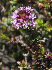 Agathosma lanceolata
