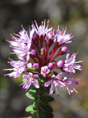Agathosma lanceolata