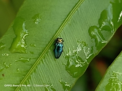 Endelus cupido