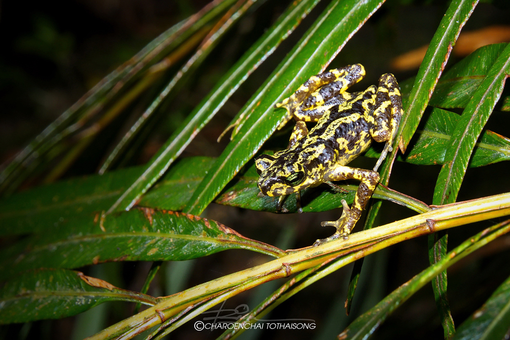 Siamese Stream Toad