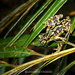 Thai Stream Toad - Photo (c) Binturong27, some rights reserved (CC BY-SA), uploaded by Binturong27