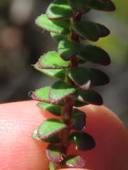 Agathosma lanceolata