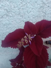 Coleus scutellarioides