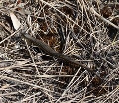Pseudemoia pagenstecheri