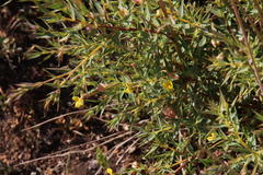 Aspalathus alpestris