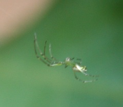 Leucauge decorata